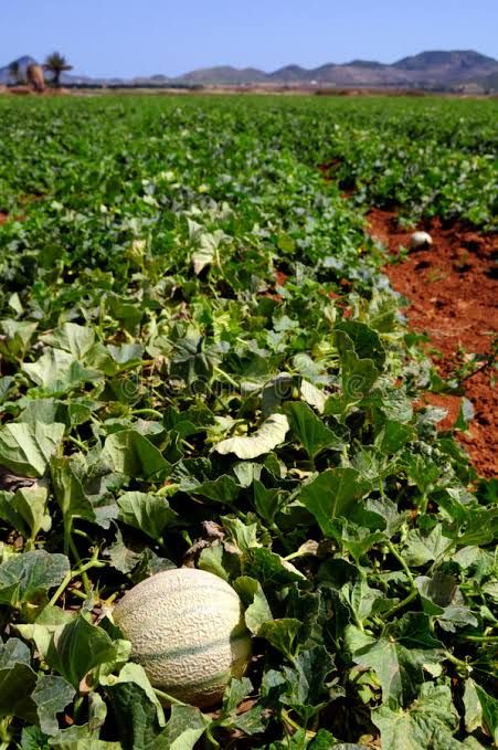 Crop Aesthetic, Aesthetic Farm, Farm Fields, Squash Zucchini, Crop Field, Vegetable Farming, Farm Field, Aesthetic Cottagecore, Sense Of Place