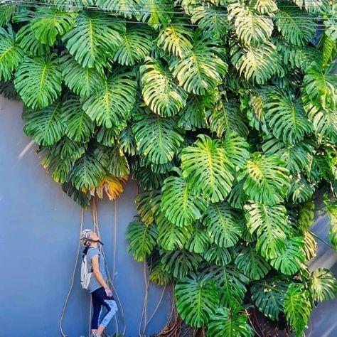 Olivra Homedecor on Instagram: “Massive Outdoor Monstera😍 Tag a Friend that needs to see this Giant Monstera!👇🏻😉⁠ 🌿Follow us @olivra.houseplants⁠ 👉🏻Follow us…” Plant Aesthetic, Monstera Plant, House Plants Decor, Monstera Deliciosa, House Plants Indoor, Green Life, Perennial Plants, Tropical Garden, Tropical Plants