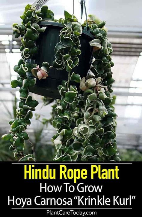 Hindu Rope Plant Care: How To Grow Hoya Carnosa “Krinkle Kurl” Hindu Rope Hoya, Hoya Carnosa Compacta Variegata, Hoya Rope Plant, Hindu Rope Plant Care, Unusual Indoor Plants, Hoya Rope Plant Care, Hoya Compacta Care, Hoya Hindu Rope Plant, Hoya Plant Care