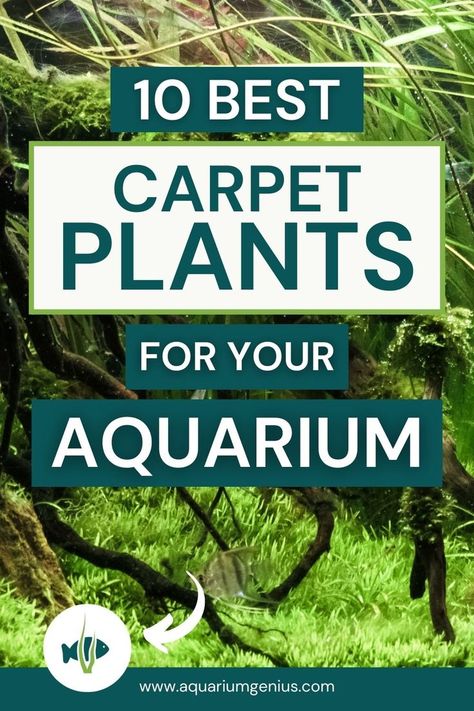 Are you looking to add a carpet plant to your planted tank? You’re on the right page! I’ve composed a list of 10 plants you can grow as a carpet. It’ll give a beautiful effect. They're great aquarium plant options for beginners, but also for more experienced aquascapers! Aquascaping Plants, Fish Aquarium Decorations, Cool Fish Tanks, Small Fish Tanks, Diy Fish Tank, Aquascape Design, Fish Tank Design, Tropical Fish Aquarium, Fresh Water Fish Tank