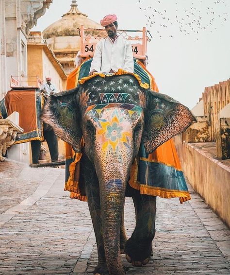 My uber just arrived #wheninindia @cannonmatt Elephant India, India Festival, Elephant Ride, Amazing India, India Colors, Indian Elephant, Incredible India, India Travel, Pilgrimage