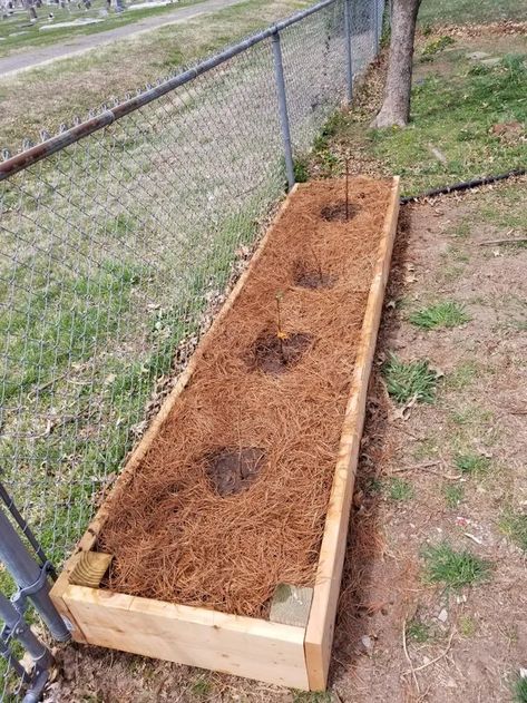 Raspberry Bed, How To Grow Raspberries, Raspberry Garden, Raised Bed Layout, Grow Raspberries, Soil Recipe, Growing Raspberries, Raspberry Plants, Berry Garden