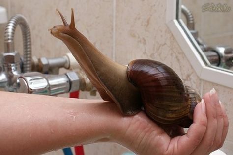 East African Giant Land Snail Trail. Ooough! Giant African Land Snails, Giant Snail, Land Snail, Pet Snails, Molluscs, Sea Slug, Creepy Crawlies, Types Of Animals, Reptiles And Amphibians