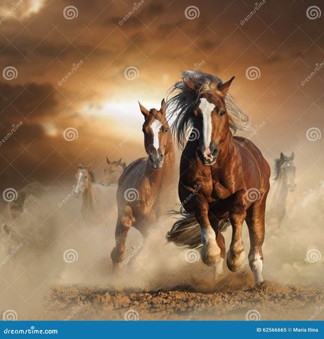 Two wild chestnut horses running together in dust, front view Chestnut Horses, Running Together, Horses Running, Two Wild, Chestnut Horse, Horse Photography, Front View, View Image, Beautiful Horses