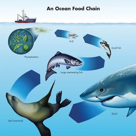 Ocean Food Web, Ocean Food Chain, Ocean Food, Third Grade Classroom, Food Web, Food Chain, Kids Corner, Illustration Artists, Third Grade