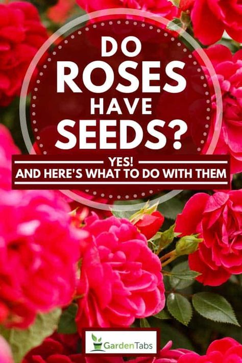 Do Roses Have Seeds? [Yes! And Here's What To Do With Them] - GardenTabs.com Seeds From Flowers, Rose Plant Care, Rose Cuttings, Rose Seeds, Plant Nutrients, Seed Saving, Planting Roses, Rose Bush, Orange Roses