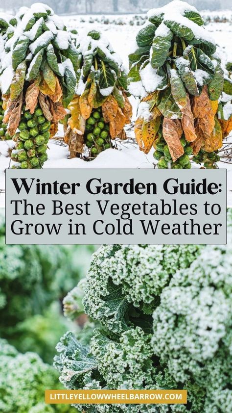 Discover the top winter garden ideas to grow during the cold months! Learn which cold-hardy plants thrive, how to insulate them, essential watering tips, and the best fertilization techniques for winter gardening success. Explore the ideal vegetables to plant for a productive winter garden. This ultimate guide helps you keep your garden healthy and growing, even in chilly weather. Enjoy a thriving garden year-round with these expert winter gardening tips and ideas! Winter Garden Ideas, Winter Vegetable Garden, Growing Winter Vegetables, Vegetables To Plant, Garden Winter, Winter Vegetable, Vegetables To Grow, Winter Vegetables Gardening, Gardening Guide