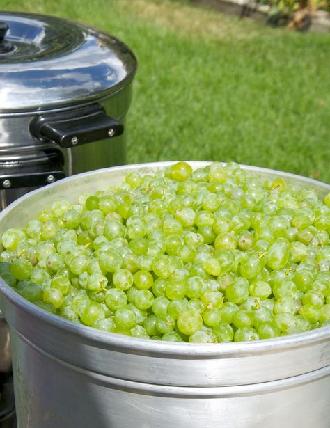 Canning White Grape Juice, Grape Juice Recipe, White Grape Juice, White Grape, Goodbye Summer, House White, Grape Juice, Jams & Jellies, Juicing Recipes