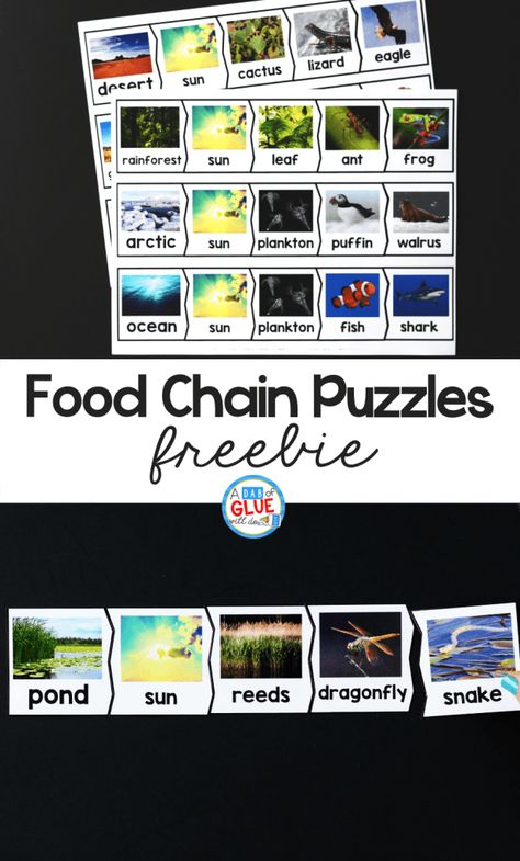 So our students can show what they know I've created these Food Chains Puzzles. This helps our preschool, kindergarten, and first-grade students learn and review food chains in a hands-on way. Science Food Chains, Food Chain Activities, First Grade Freebies, First Grade Science, Food Chains, 4th Grade Science, 5th Grade Science, Food Web, Kindergarten Science