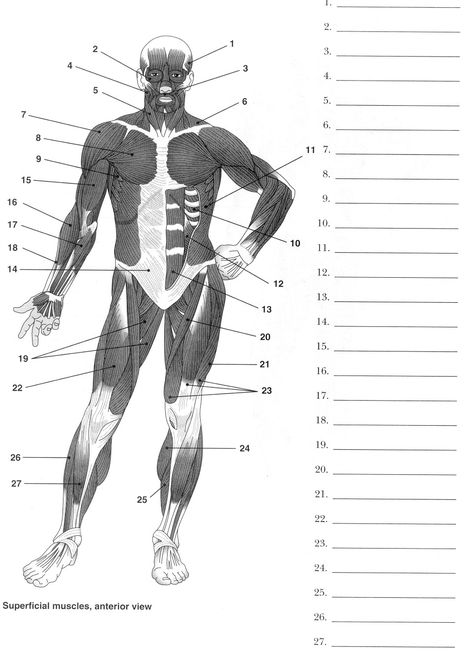 Label Muscles Worksheet Anatomy Worksheets, Anatomi Dan Fisiologi, Skeletal System Worksheet, Muscular System Anatomy, Human Muscular System, Skeletal And Muscular System, Muscle Diagram, Human Body Worksheets, Human Skeleton Anatomy