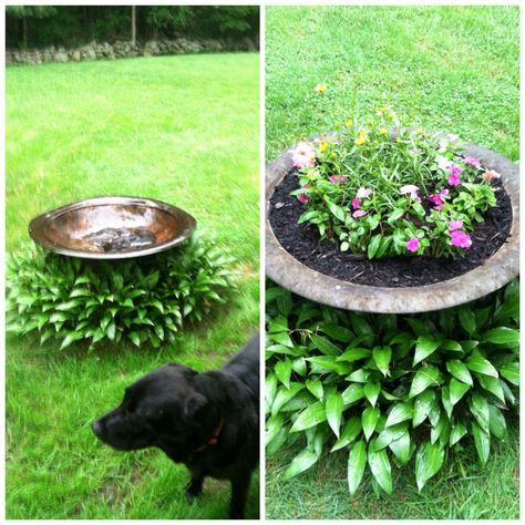 From crappy to happy!  An old fire-pit that wasn't being used to a flower bed...with more than one use!  Camo for that septic cover!! Hiding Septic Tank, Hiding Septic Tank Covers, Well Pump Cover, Septic Tank Covers, Garden Yard Ideas, Septic Tank, Yard Work, Lawn And Garden, Outdoor Projects