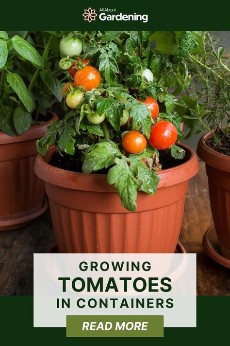 Tomato Plant In A Pot, Pot Gardening Vegetables, Growing Grape Tomatoes In Pots, Best Tomatoes To Grow In Containers, Vegetable Plants In Pots, Tomatoes In Pots Container Gardening, Tomato Pots Growing, Small Garden Pots Ideas, Tomatoes Growing In Containers