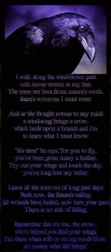 Crow Magic, Crow Facts, Crow Spirit Animal, Crow Totem, Crow Perched, Find Your Wings, Raven And Wolf, Tattoo Animal, Quoth The Raven