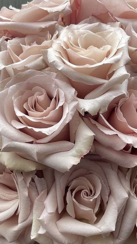 Beige Roses, Bright Red Flowers, Roses Aesthetic, Rose Gold Aesthetic, Aesthetic Rose, Fresh Cut Roses, Bulk Wedding Flowers, Wholesale Roses, Rose Aesthetic