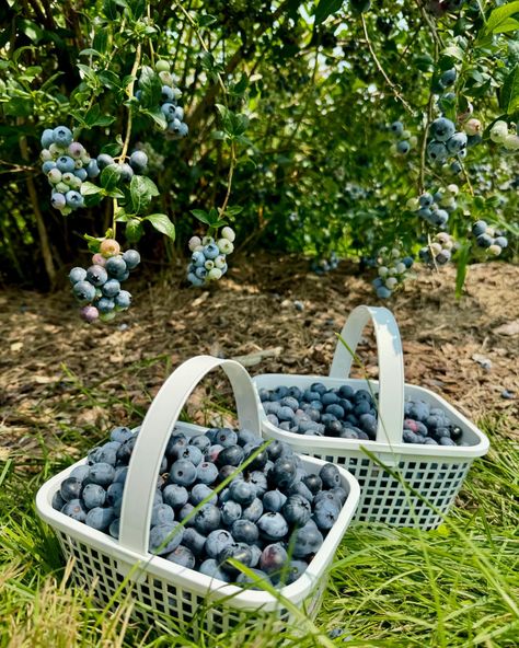 Blueberry Season 💙 Blueberry Festival, Blueberry Farm Aesthetic, Blueberry Bush Aesthetic, Blueberries For Sale Book, Blueberry Picking, Blueberry Season, Blueberry Farm, Alvin And The Chipmunks, Barbie Life