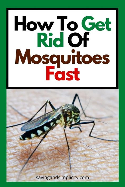 Are the summer bugs getting to you? Rid your yard of mosquitoes with the best mosquito repellents. We have found the top backyard mosquito repellent spray, electric bug zapper, natural bug spray and more. Get back to enjoying your patio. Go camping without the bugs driving you crazy. Discover the best ways to keep the bugs away. Moskito Repellant, Backyard Mosquito Repellent, Mosquito Yard Spray, Mosquito Repellent Homemade, Mosquito Repellent Spray, Diy Mosquito Repellent, Best Mosquito Repellent, Diy Bug Spray, Diy Patio Furniture Ideas