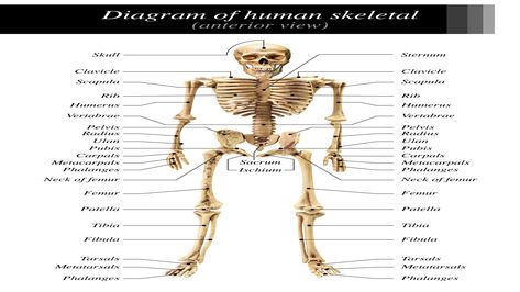 A basic human skeleton is studied in schools with a simple diagram. It is also studied in art schools, while in-depth study of the skeleton is done in the medical field. This article explains the bone structure of the human body, using a labeled skeletal system diagram and a simple technique to memorize the names of all the bones. Parts Of Skeletal System, The Skeletal System Anatomy, Skeleton System Diagram, Skeletal System With Label, Human Skeleton Diagram, Skeleton Labeled, Human Skeleton Labeled, Skeletal System Anatomy, Anatomy Organs