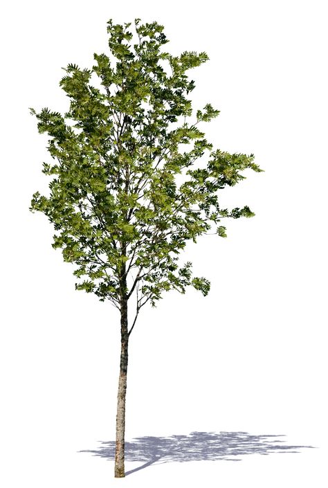 A cut out small decidiuous tree Tree Rendering Architecture, Tree Render, Pine Tree Drawing, Tree Cut Out, Landscape Architecture Graphics, Tree Photoshop, Landscape Architecture Drawing, Tree Png, Landscape Elements