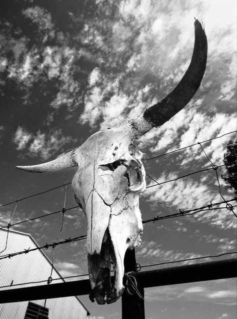 Country Backgrounds, Western Photo, Western Photography, Western Wallpaper, Country Aesthetic, Western Wall Art, Western Wall, Print Photography, Bull Skull