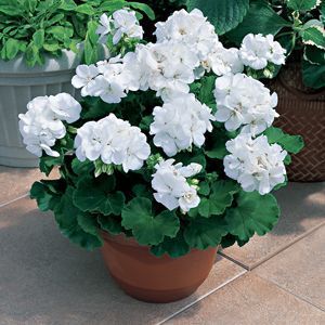 white Geraniums use in different areas for height, there are different shades of pink and even a salmon color that might be nice instead of just white, but like the height and size of the geranium White Geraniums, Flowers In A Pot, Geranium Plant, Evergreen Garden, Moon Garden, Formal Gardens, Garden Containers, Container Gardening Vegetables, White Gardens