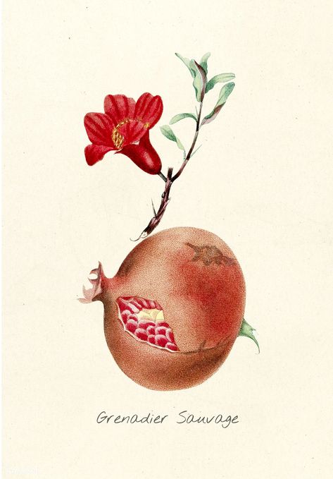 Pomegranate | Antique illustration of fruit | free image by rawpixel.com Pomegranate Illustration, Pineapple Illustration, Fruits Drawing, Pomegranate Fruit, Background Designs, Free Illustration Images, Free Hand Drawing, Indie Art, Fruit Illustration