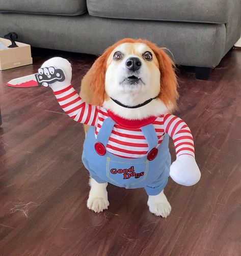 Chucky Outfit, Halloween Costumes For Pet, Best Dog Halloween Costumes, Best Dog Costumes, Formal Dog, Dog Bell, Dog Suit, Pet Halloween Costumes, Scary Costumes