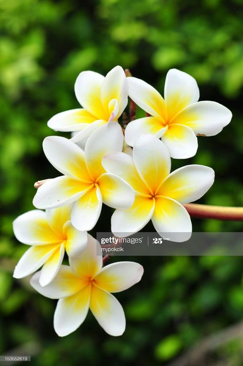 Stock Photo : White plumeria Fiori Frangipani, White Plumeria, Flower Wallpapers, Plumeria Flowers, Natural Background, Beautiful Flowers Wallpapers, Hawaiian Flowers, Exotic Flowers, Tropical Garden