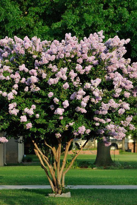 Crepe Myrtle Bush, Crape Myrtle Tree, Spring Blooming Trees, Crepe Myrtle Trees, Myrtle Tree, Crepe Myrtle, Street Trees, Dog Garden, Blooming Trees