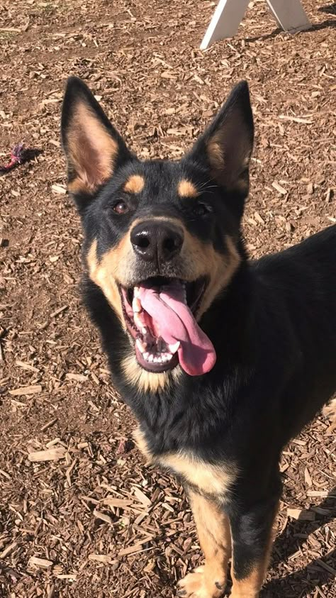 Dogs On Leashes, Red Kelpie Puppy, Kelpie Puppy, Dogs Outside, Kelpie Dog, Australian Kelpie Dog, Red Dogs, Every Dog Breed, Red Bluff