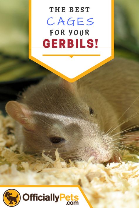 Best Cage For Gerbils- Top Tips And Our Top Choices! | Gerbils are adorable and can make great pets! So it's only fair that we give back to them! A nice comfy and cosy home can help to keep them happy! Check out the best cages for gerbils today! Pet Gerbils, Gerbil Cages, Class Pet, Hamster Cages, Pet Tips, Pocket Pet, Cosy Home, Gerbil, Pet Cage