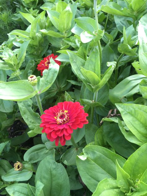 B Giant Deep Red Zinnia Red Zinnia, Deep Red, Plants, Red