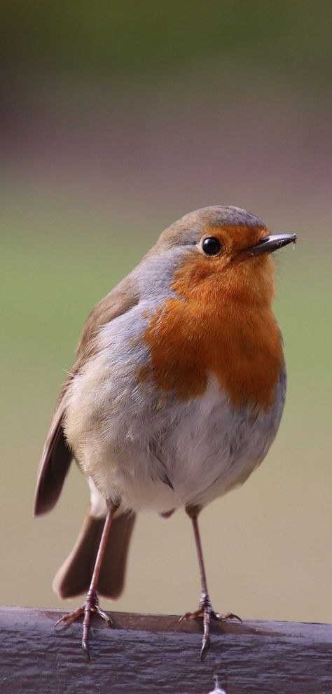 A beautiful robin. #Birds #ColorfulBirds #Animals #BeautifulBirds #Robin Cute Bird Photography, Bird Refrences Photos, Robin Bird Reference, Cute Birds Photography, Drawings Of Robins, Reference Photos Of Animals, Photo Reference Animal, Random Reference Photos Animals, Art Reference Animals Photos