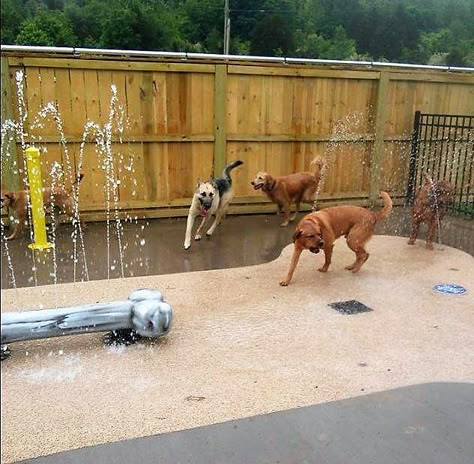 Dog Water Feature, Dog Farm, Dog Facility, Dog Sanctuary, Dog Parks Ideas, Dog Water Park Ideas, Dog Day Care, Dog Daycare Ideas, Doggie Daycare Ideas