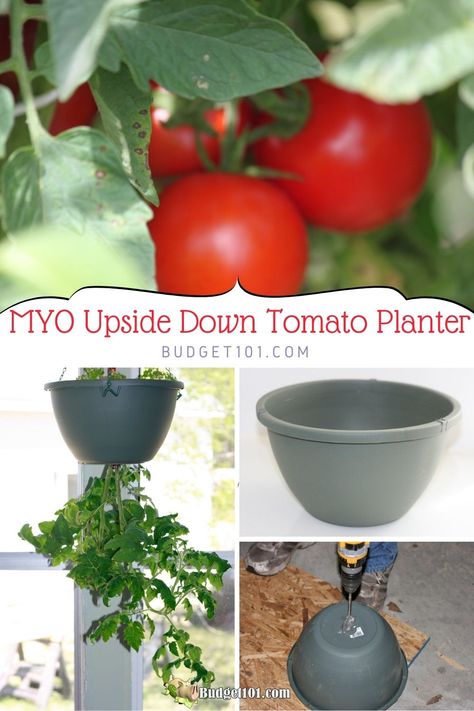 Diy Upside Down Tomato Planter, Grow Tomatoes Upside Down Diy, Growing Tomatoes Upside Down, Upside Down Tomato Planters Diy, Hanging Tomatoes Upside Down, Diy Tomato Planter, Tomato Planter Ideas, Upside Down Tomatoes, Tomato Planters