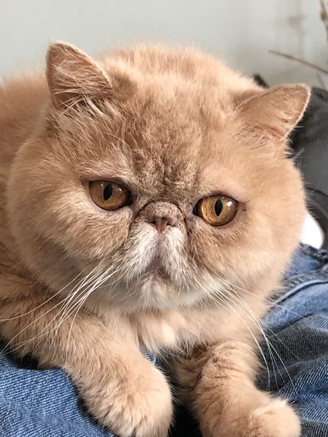 Flat Face Cat, Flat Faced Cat, Cat Cottage, Dream's Cat, Flat Face, Persian Kittens, Exotic Cats, Exotic Shorthair, Funny Animal Photos