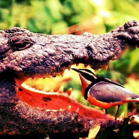 Your #sustenance 'رزق' will reach you , even if its stuck between the SHARP TEETH of #predators SubhanAllah A bird called the 'Egyptian plover' has amazed people for thousands of years. These birds have developed a mutual beneficial relationship with crocodiles. The meat that gets stuck in the teeth of crocodiles causes bacterial infections, so they allow these birds to clean their teeth. The birds act like dentists for these crocodiles, and the birds benefit because they get to eat leftover Mouth Painting, Nile Crocodile, Frog Wallpaper, Rabbit Cages, Canker Sore, Young Animal, Crocodiles, Reptiles And Amphibians, Amphibians