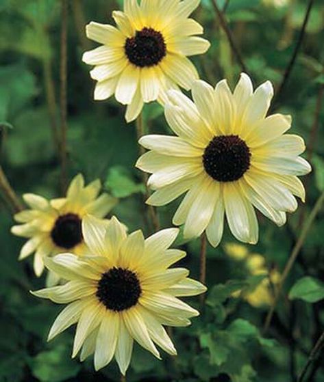 11 Of Our Favorite Sunflower Varieties Types Of Sunflowers, Indoor Flowering Plants, Orange Sunflowers, White Sunflowers, Annual Flowers, Decorative Planters, Growing Seeds, Burpees, Sunflower Seeds