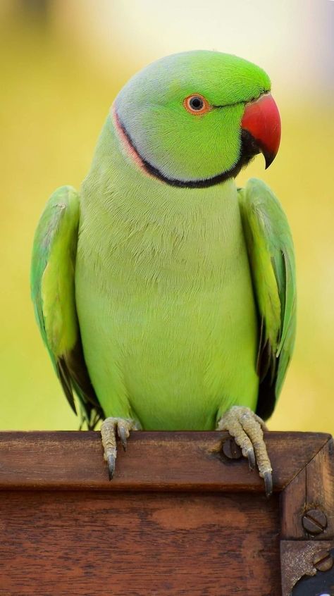 Green Parrot Bird, Green Parrot, Animal Jungle, Parrots Art, Neck Ring, Funny Parrots, Animal Symbolism, Most Beautiful Birds, Beautiful Bird