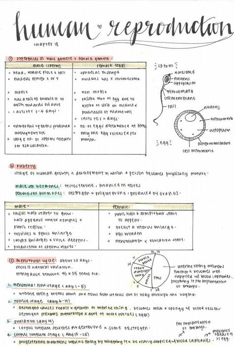 Biology Notes Aesthetic Reproduction, Reproduction Biology Notes, Reproduction Aesthetic Notes, Human Reproduction Notes Aesthetic, Reproduction Notes Aesthetic, Biology Notes Reproduction, Biology Digital Notes, Human Biology Aesthetic Notes, Biology Reproduction Notes