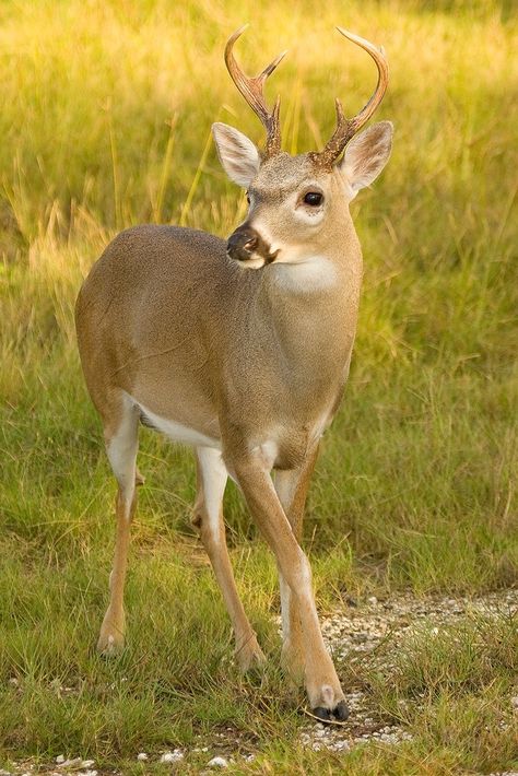 endangered Key Deer on Big Pine Key in the Florida Keys. Endangered Species Photography, Big Pine Key Florida, Key Deer, Whitetail Deer Pictures, Deer Species, Endangered Wildlife, Open Season, Deer Family, Mule Deer