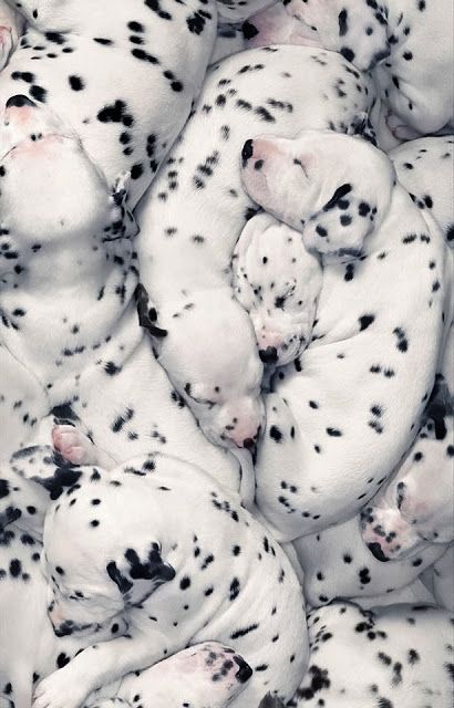 Hard to know where one starts and the other stops. Dalmatian puppies! Sleeping Puppies, Dalmatian Puppy, Airedale Terrier, 101 Dalmatians, Appaloosa, Sleeping Dogs, Quarter Horse, Sweet Animals, 귀여운 동물