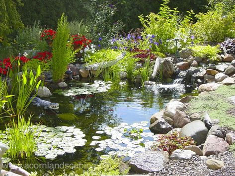 Kolam Air, Water Gardens Pond, Aquatic Garden, Garden Pond Design, Garden Water Feature, Small Pond, Pond Waterfall, Pond Water Features, Natural Pond