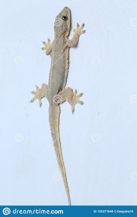 House Gecko, House Lizard, White Lizard, Asian House, House White, Allah Photo, Gecko, Scrapbook Paper, Photo Image