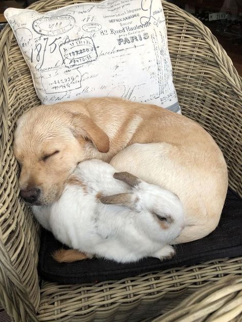 Puppy And Bunny, Animals Moving, Me And My Bestie, Bunny Cages, Bunny Mom, Really Cute Dogs, Animals Friendship, Pet Bunny, Chocolate Labrador