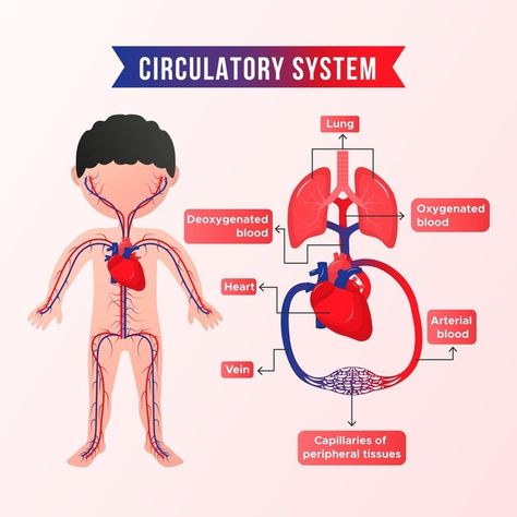 Holistic Pharmacy, Circulatory System Projects, Circulatory System For Kids, System Infographic, Human Circulatory System, Increase Height Exercise, Exercise Science, Vector Gradient, Science Lesson