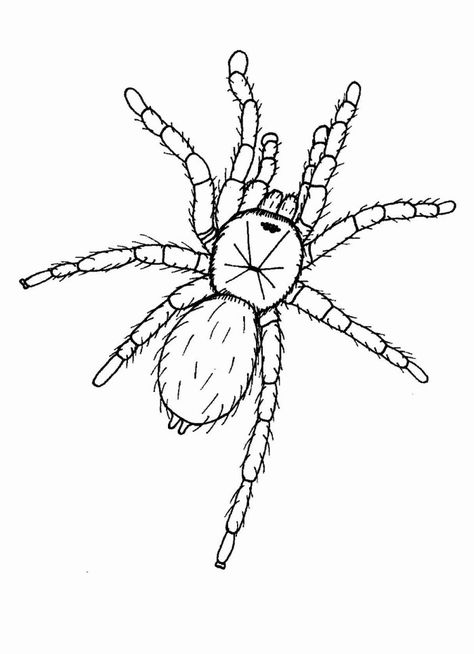 Tarantula Coloring Pages - Best Coloring Pages For Kids Tarantula Coloring Page, Tranchulas Drawing, Tarantula Art Drawing, Tarantula Drawing Easy, Trantuala Spider Drawing, Tarantula Drawings, Tarantula Embroidery, Tarantula Sketch, Tarantula Painting