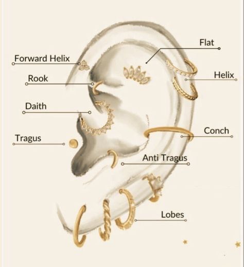 Ear Piercing Diagram Charts, Ear Peirce Chart, All Ear Piercings Chart, Ear Piercing Diagram, All Ear Piercings, Full Ear Piercings, Ear Piercing Names, Ear Peircings, Ear Piercings Chart