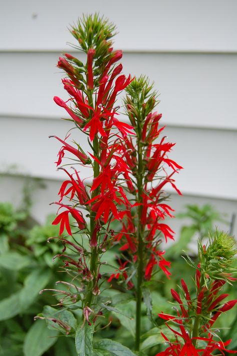 Cardinal Flower - Lobelia cardinals. If you love red, you need this plant. Vigorous and tough, native of North America, likes part sun and lots of moisture. Lupines Garden, Lobelia Cardinalis, Milkweed Seeds, Hummingbird Plants, Indoor Flowering Plants, Cardinal Flower, Asclepias Tuberosa, Herbaceous Perennials, How To Attract Hummingbirds