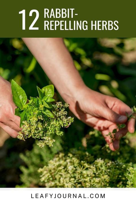 Discover 12 natural rabbit-repelling herbs that will keep those pesky bunnies at bay in your garden! 🌿🐇 Say goodbye to nibbled plants with these fragrant and effective herbs. Floppy Ears, Problem And Solution, Dream Garden, Rabbits, Indoor Plants, House Plants, Make It Simple, Lush, Herbs