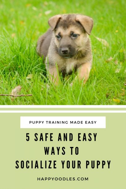 Puppy Socialization, Puppies Tips, Puppy Proofing, Easiest Dogs To Train, Dog Training Classes, Food Homemade, Puppy Training Tips, Best Puppies, Dog Care Tips